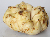 百合批發(fā)價(jià)格