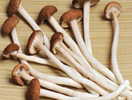 鎮(zhèn)江茶樹(shù)菇配送