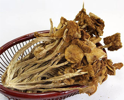 茶樹菇批發(fā)價(jià)格(圖1)