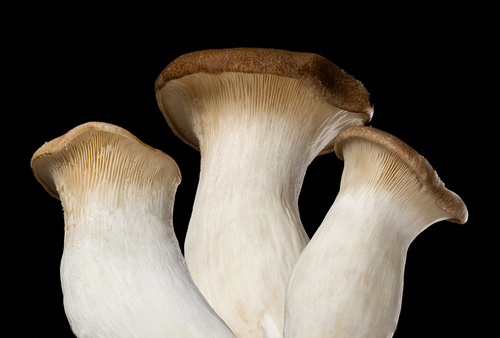 杏鮑菇配送(圖1)